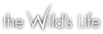 the Wild's Life